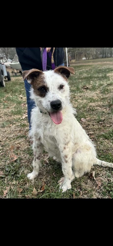 Shaggy — thumbnail 4