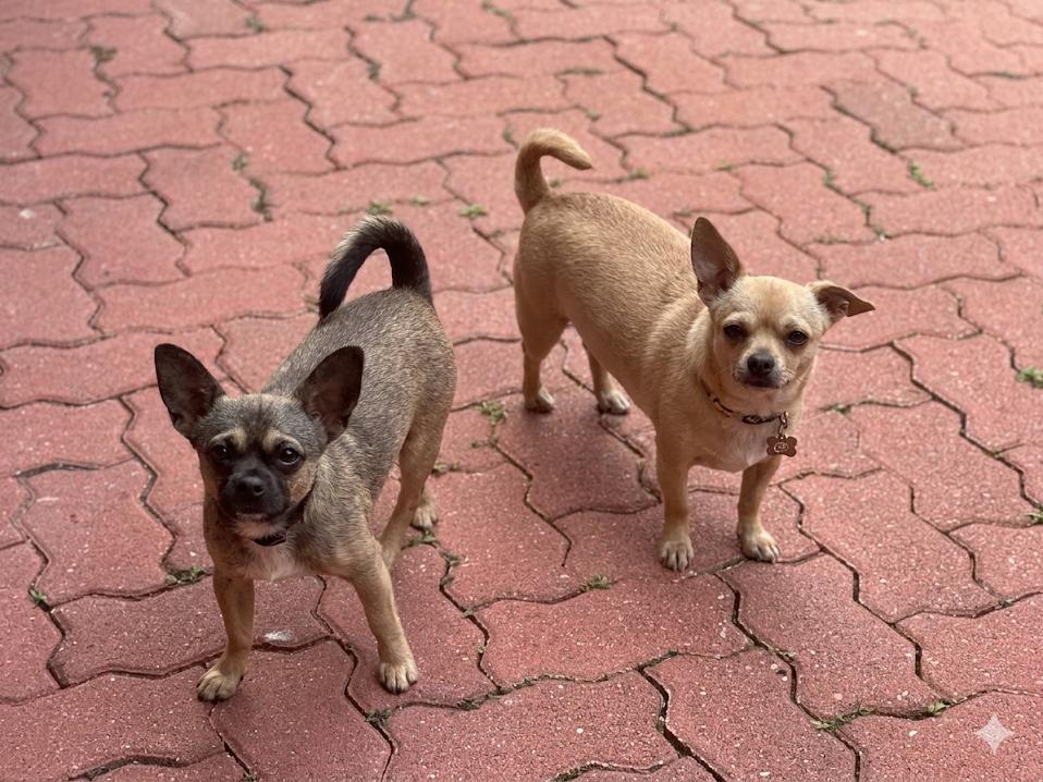 Nugget & Potato (previously known as Cream Puff), an adopted mixed breed in Scranton, PA image 5/5