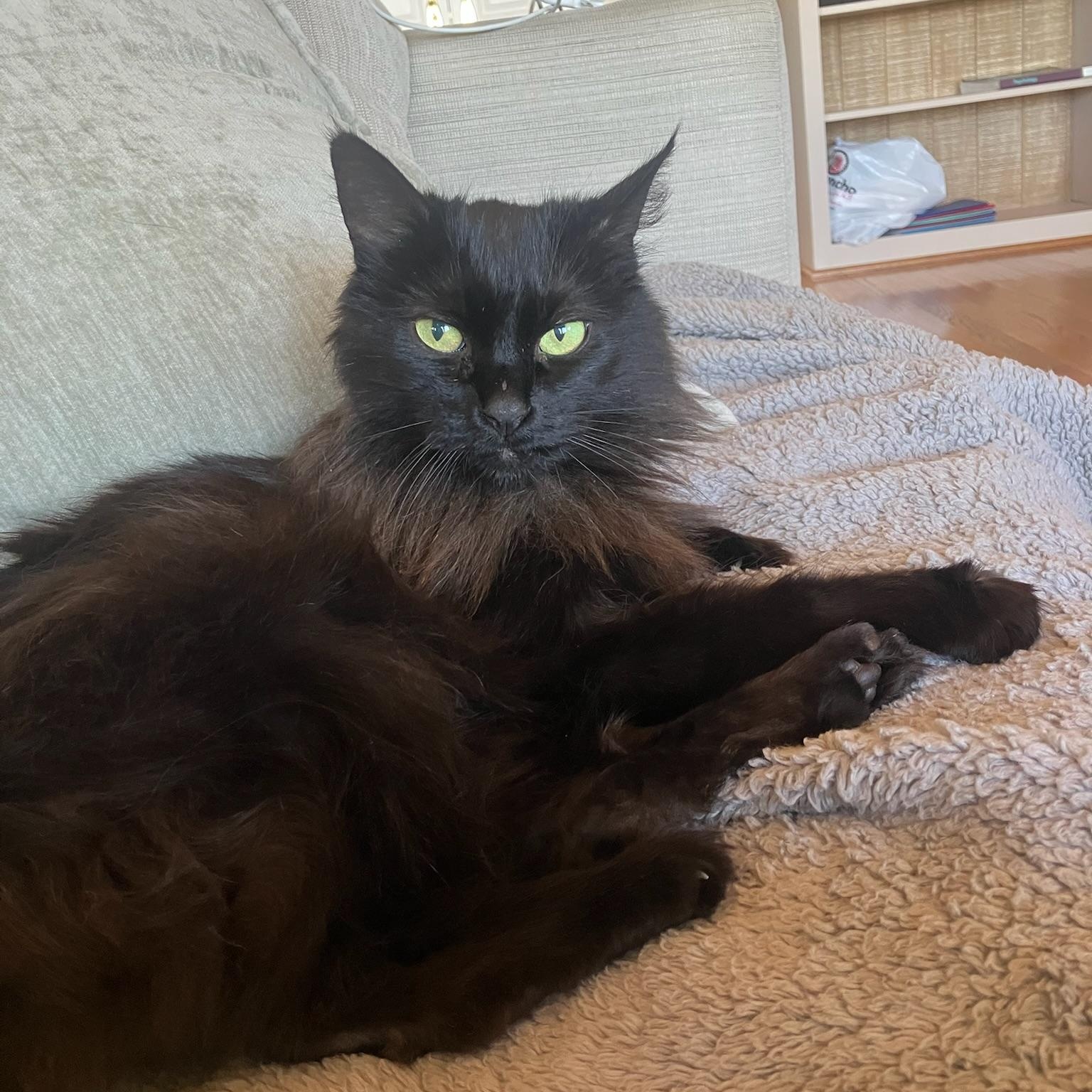 Fern, ADOPTABLE, Senior Female Domestic Long Hair.