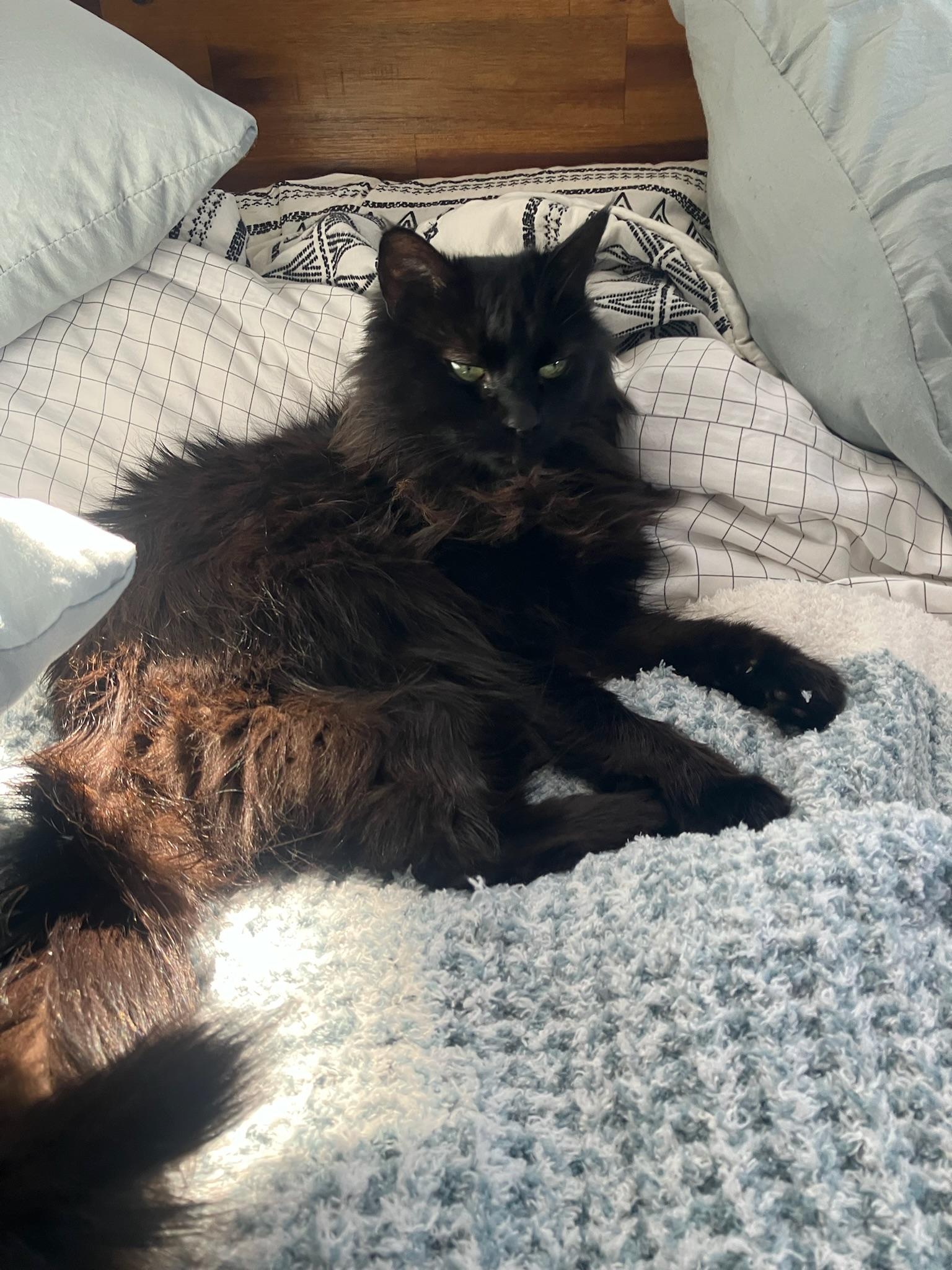 Enlarge Fern, a ADOPTABLE Domestic Long Hair in San Francisco, CA image 5/5