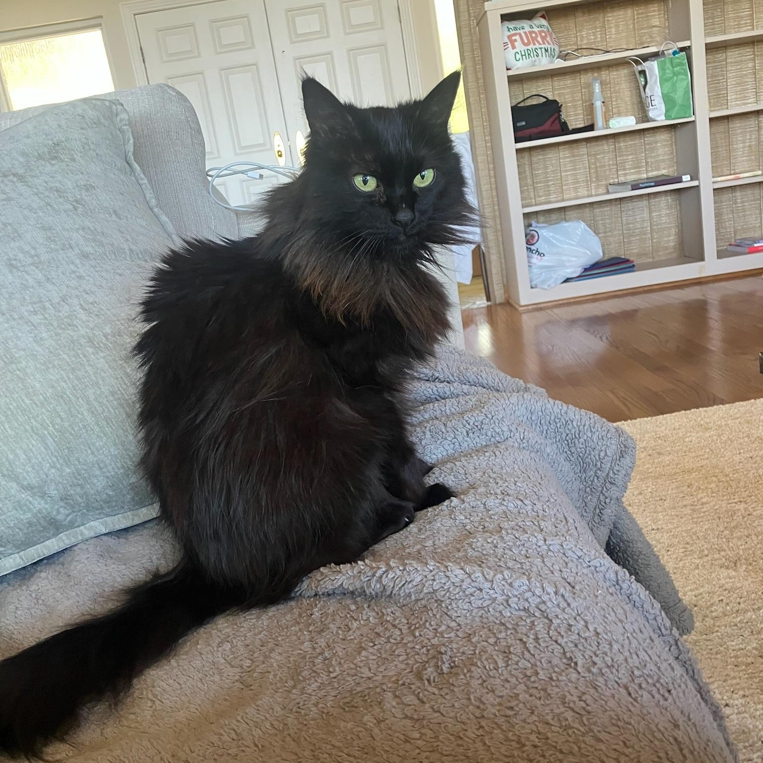 Enlarge Fern, a ADOPTABLE Domestic Long Hair in San Francisco, CA image 2/5