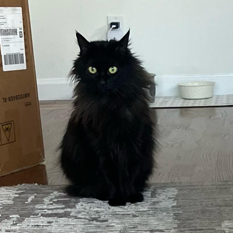 Enlarge Fern, a ADOPTABLE Domestic Long Hair in San Francisco, CA image 3/5