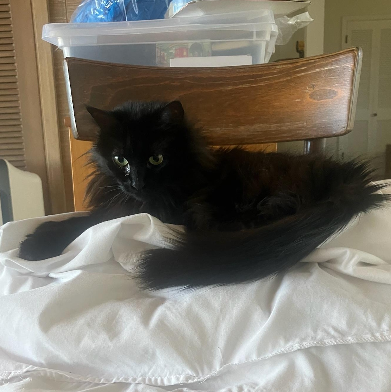 Enlarge Fern, a ADOPTABLE Domestic Long Hair in San Francisco, CA image 4/5