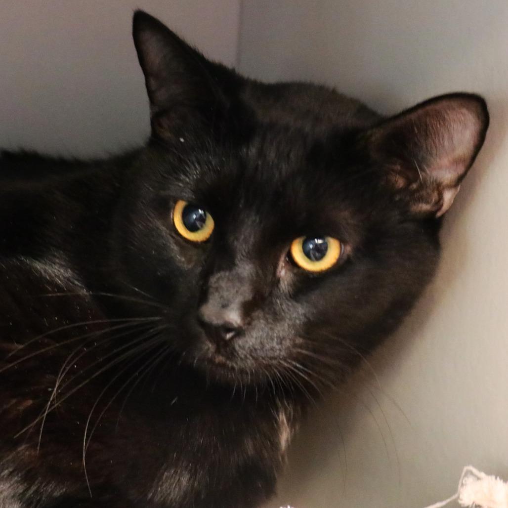 Enlarge Onyx, a Adoptable Manx in Sarasota, FL image 2/6