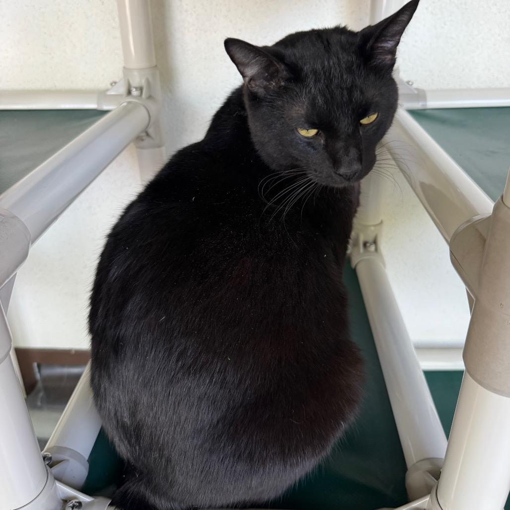 Enlarge Onyx, a Adoptable Manx in Sarasota, FL image 3/6