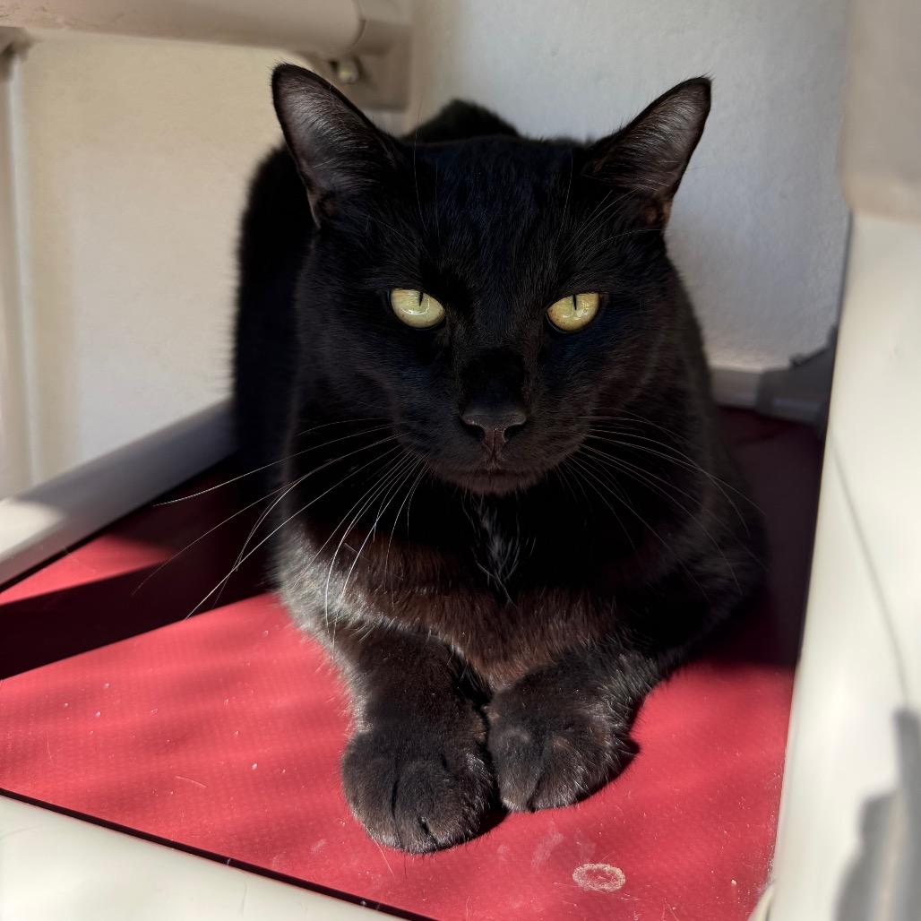 Enlarge Onyx, a Adoptable Manx in Sarasota, FL image 4/6