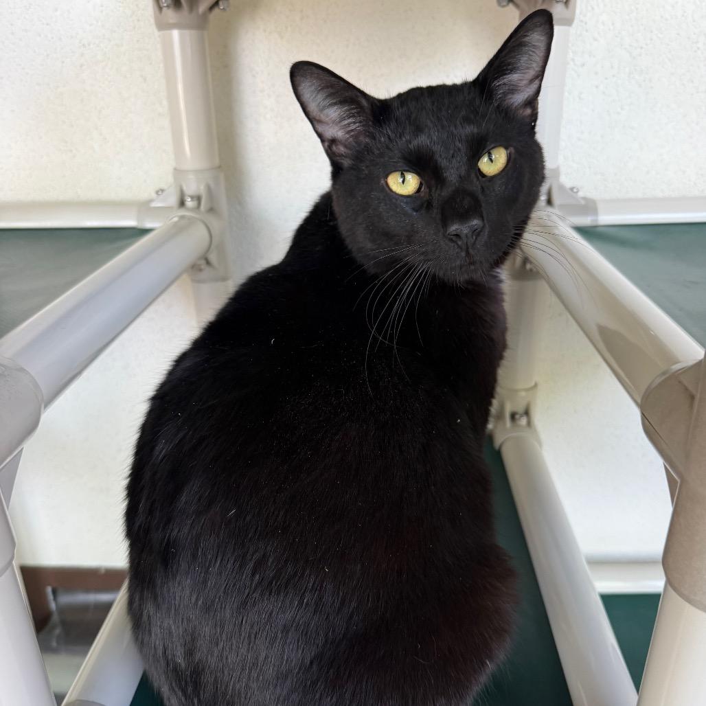 Enlarge Onyx, a Adoptable Manx in Sarasota, FL image 5/6