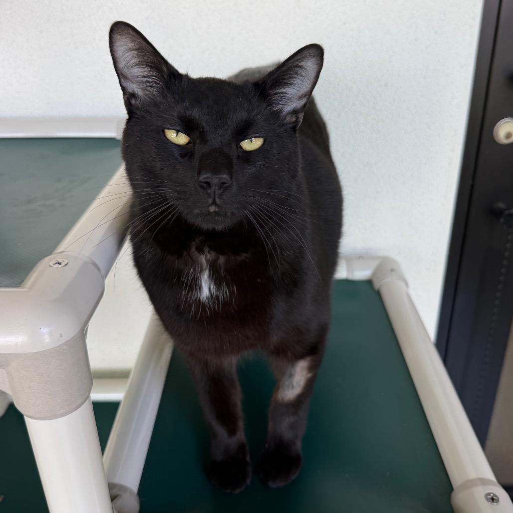 Enlarge Onyx, a Adoptable Manx in Sarasota, FL image 6/6