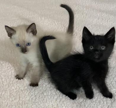 Sugar Cookie and Liberty