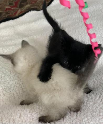 Sugar Cookie and Liberty