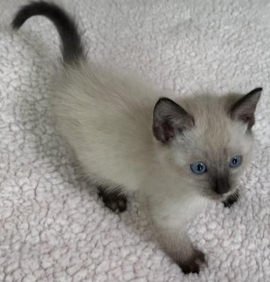 Sugar Cookie and Liberty