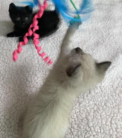 Sugar Cookie and Liberty