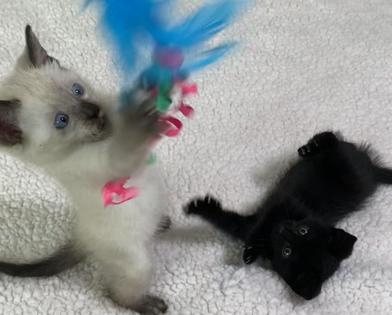 Sugar Cookie and Liberty