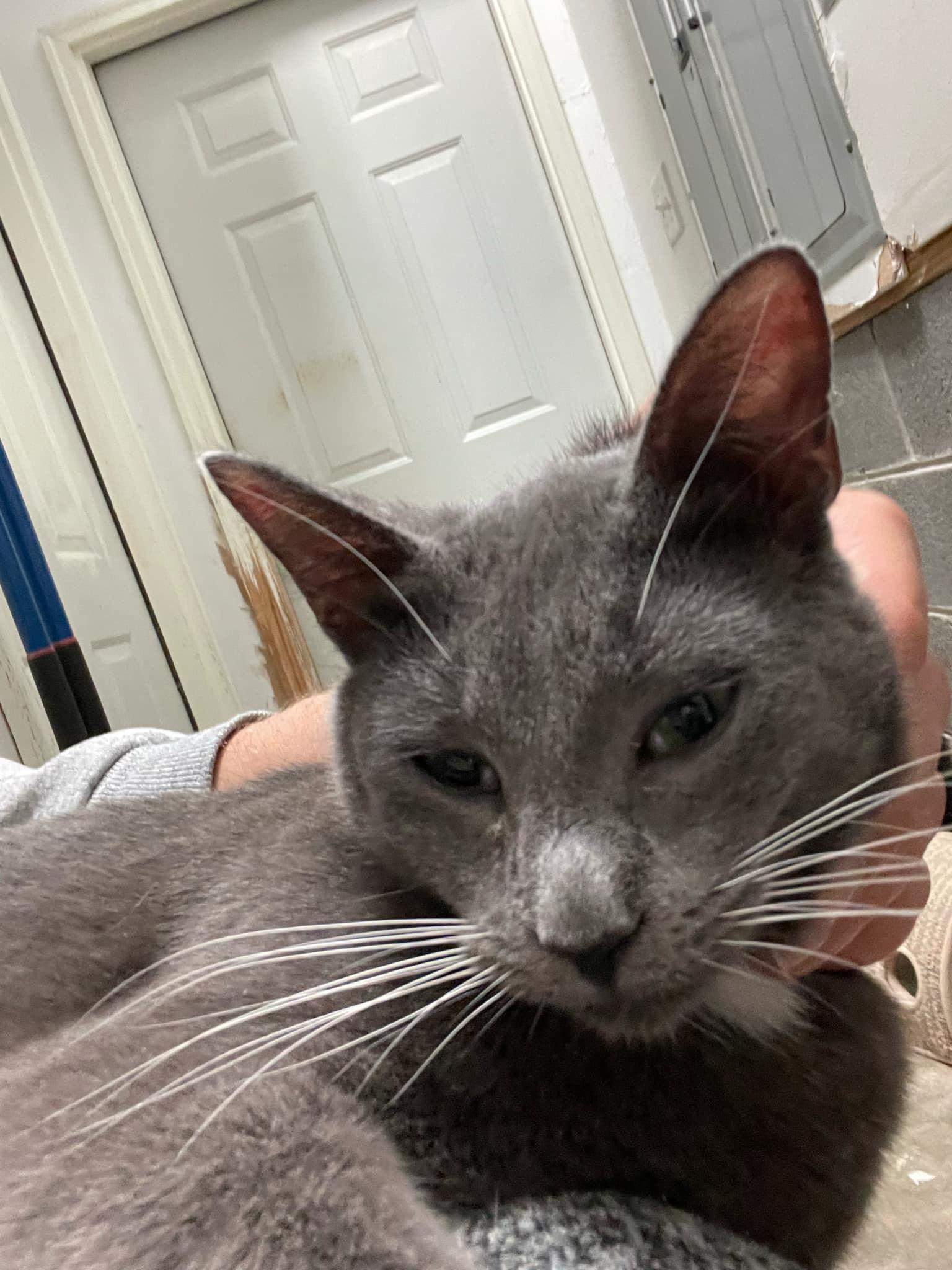 Enlarge Nova, a Adoptable Domestic Short Hair in Charlotte, NC image 2/4