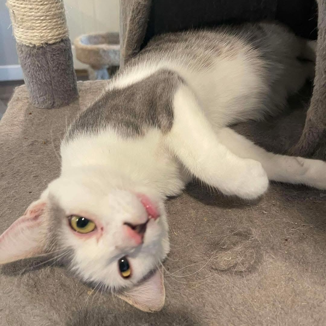 Moonlight, an adopted mixed breed in Lubbock, TX image 2/4