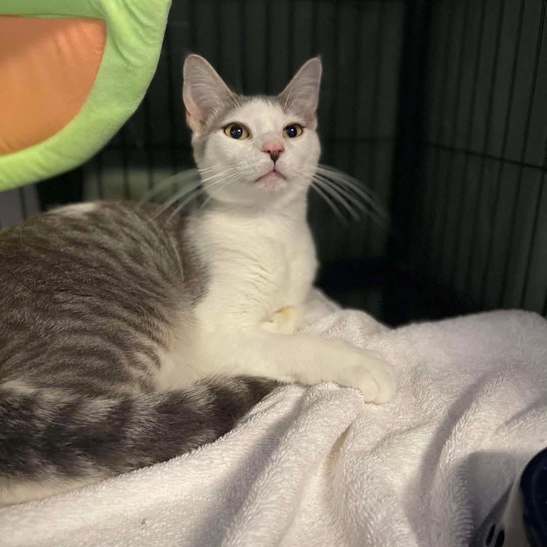 Moonlight, an adopted mixed breed in Lubbock, TX image 4/4