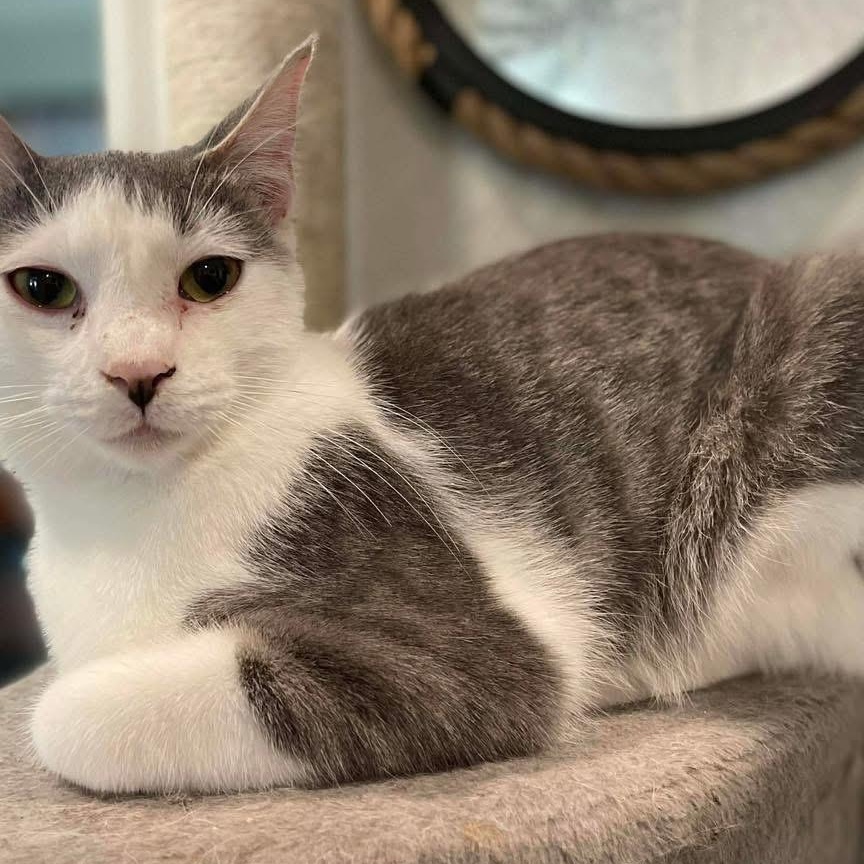 Moonlight, adopted, Adult Male Domestic Short Hair.