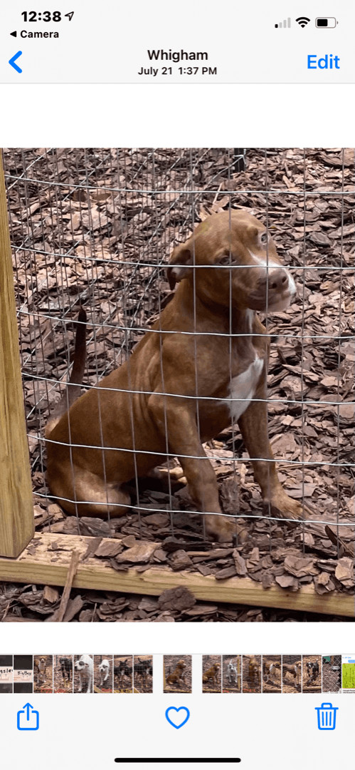 Enlarge Snickers , a Adoptable mixed breed in Cairo, GA image 2/4