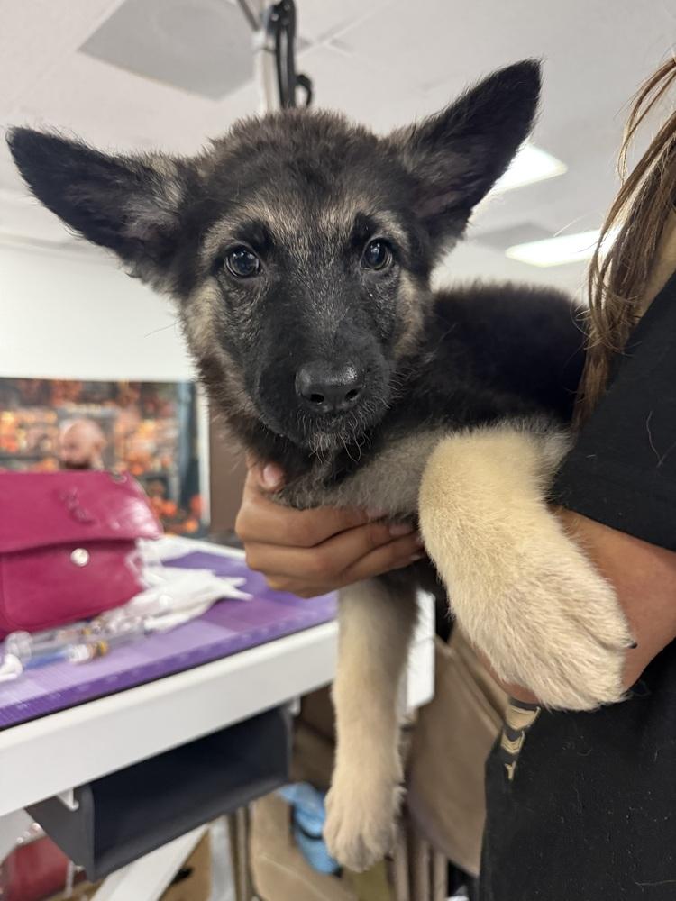 Mochi, Adoptable, Puppy Male German Shepherd Dog & Samoyed.