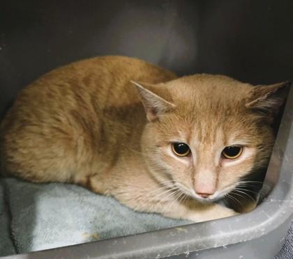 Mikey — thumbnail 2