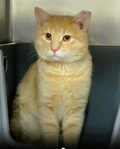 Mikey — thumbnail 4