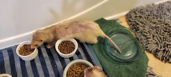 Enlarge Luna, a Adoptable Ferret in Acworth, GA image 1/1