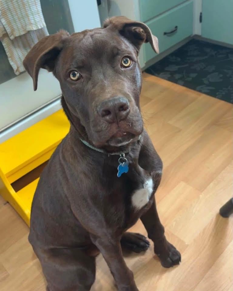 Milo, adoptable, Puppy Male Mastiff.