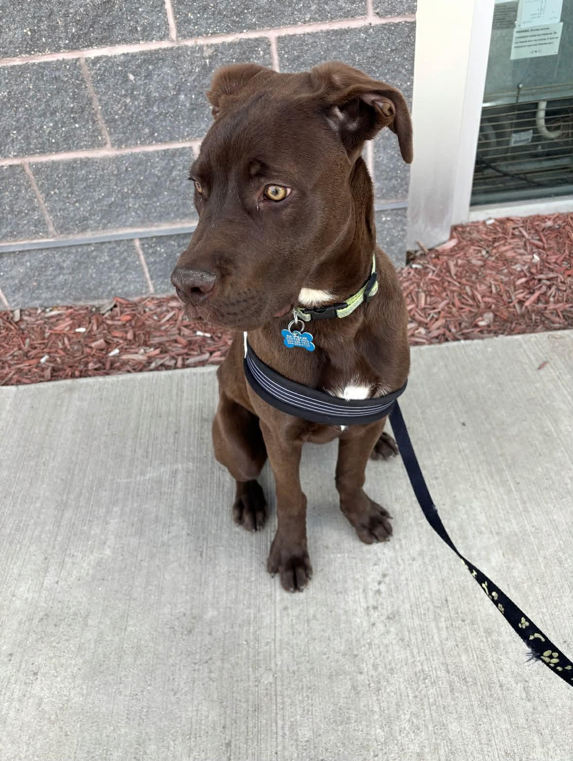 Enlarge Milo, an adoptable mixed breed in Winnipeg, MB image 4/5
