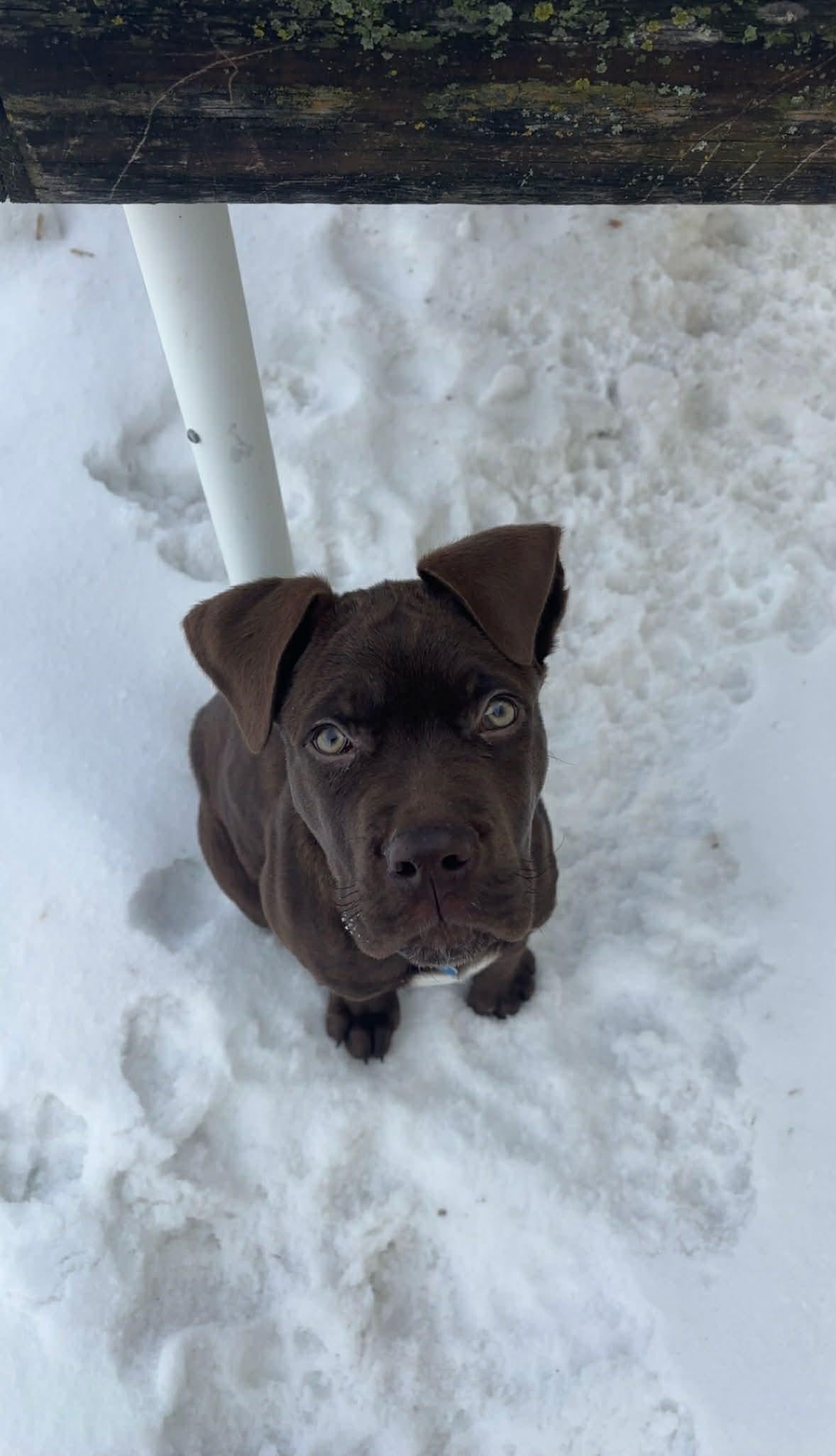 Milo, an adoptable mixed breed in Winnipeg, MB image 1/4
