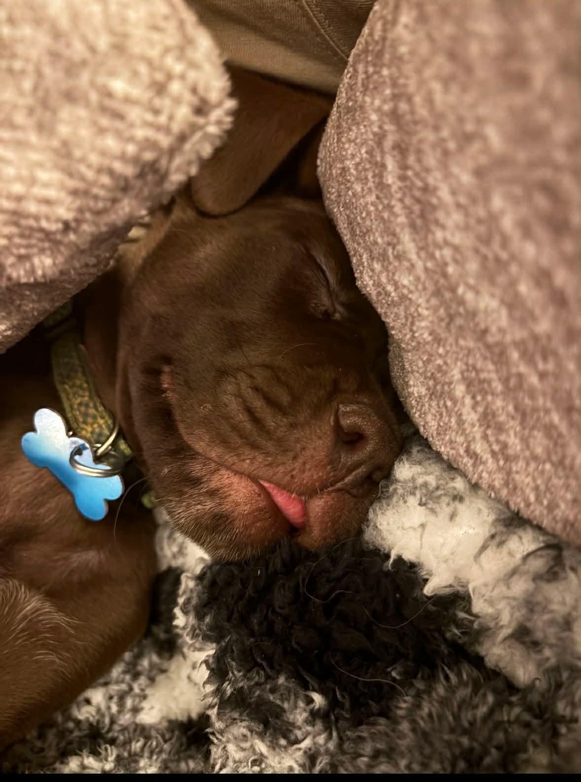 Milo, an adoptable mixed breed in Winnipeg, MB image 4/4