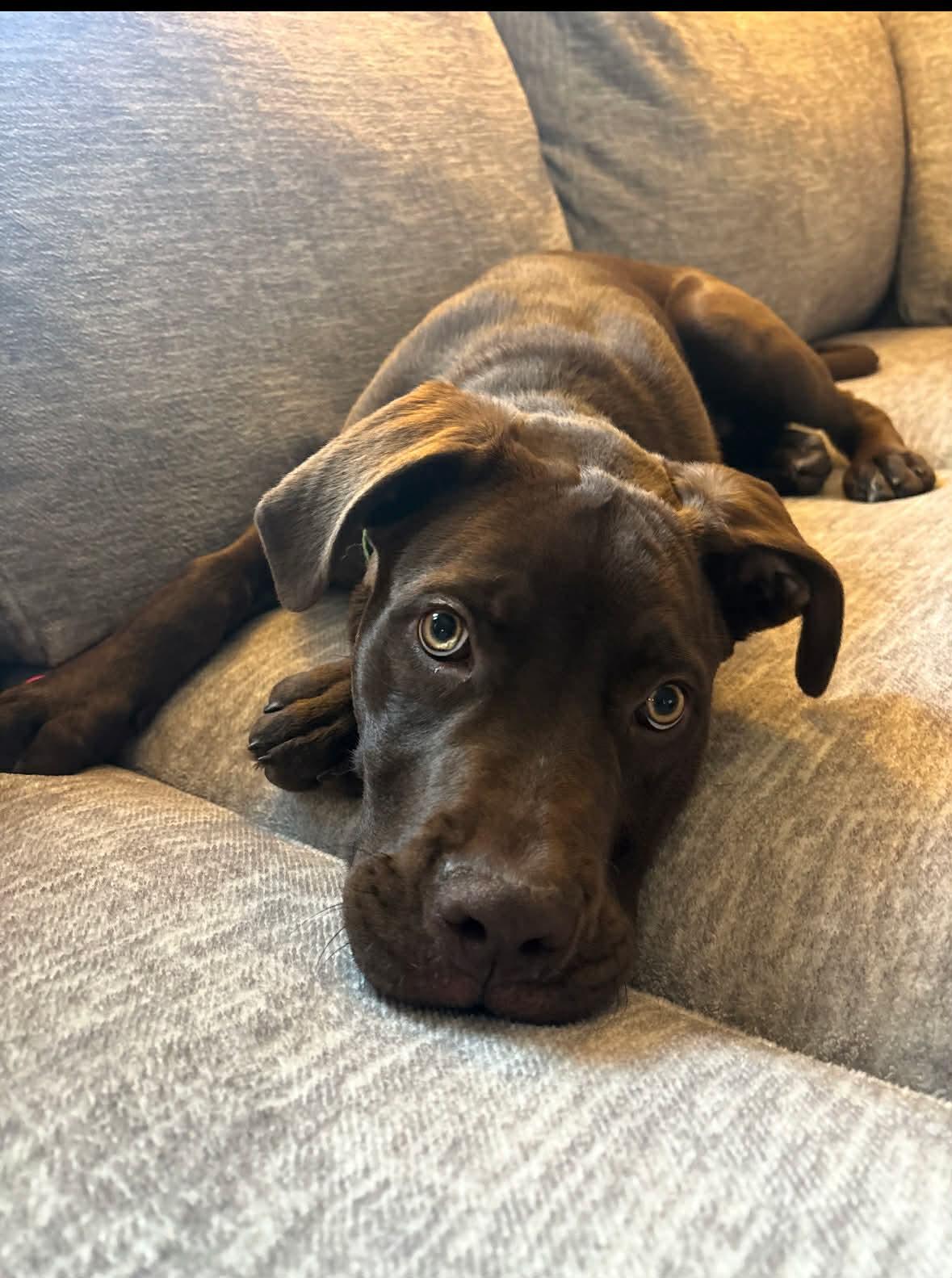 Enlarge Milo, an adoptable mixed breed in Winnipeg, MB image 5/5