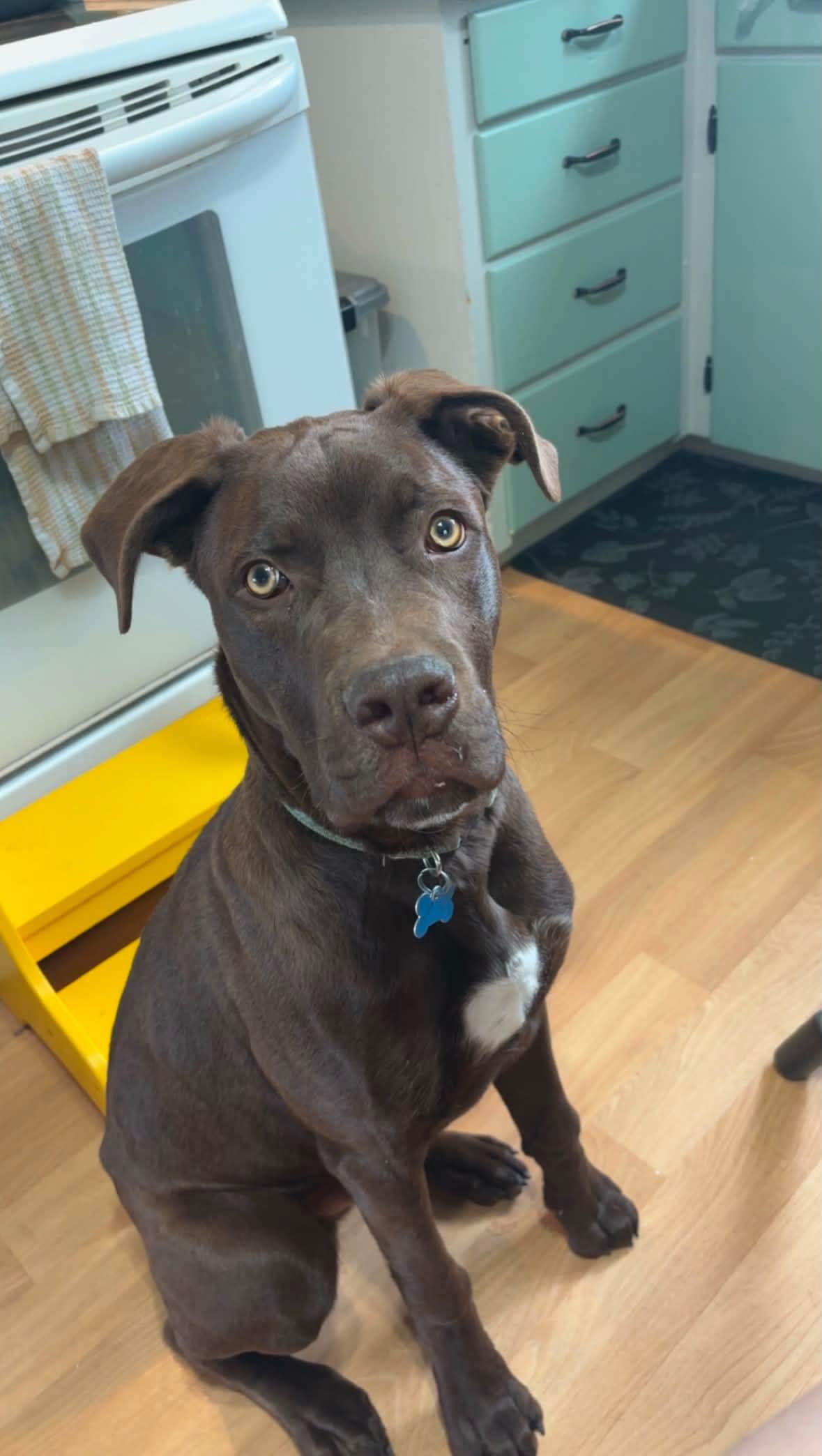 Milo, an adoptable mixed breed in Winnipeg, MB image 5/6