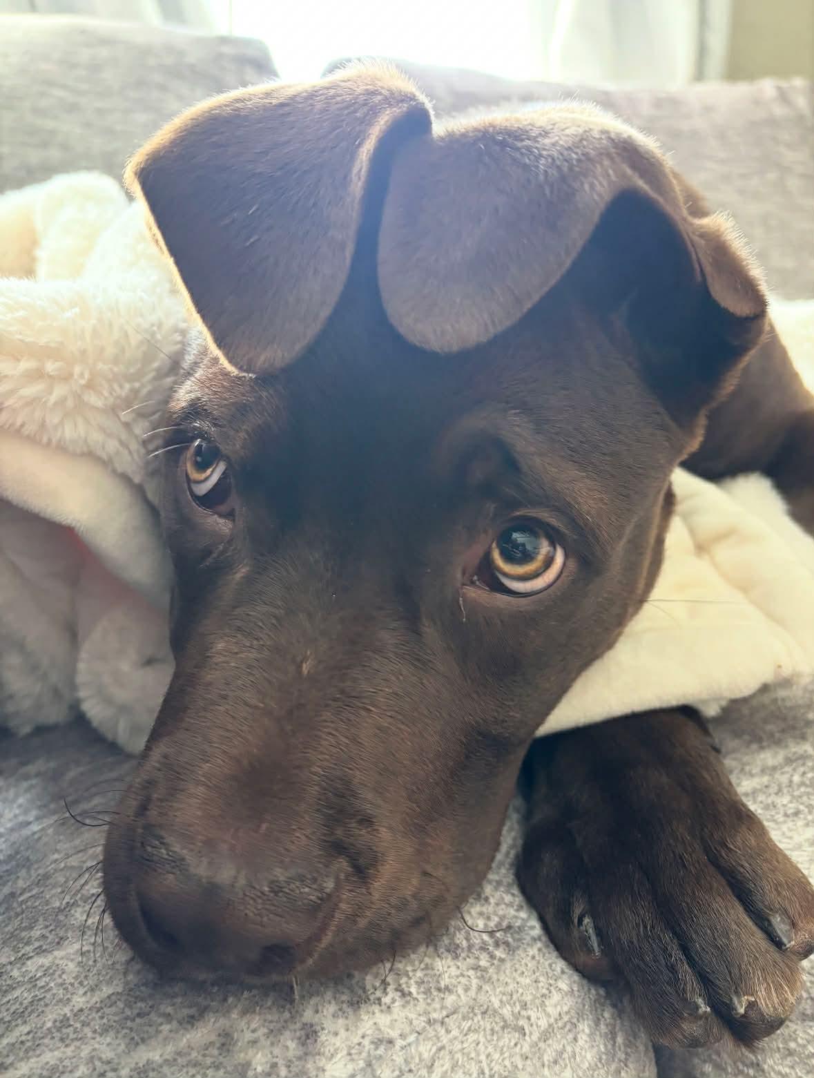 Milo, adoptable, Puppy Male Mastiff.