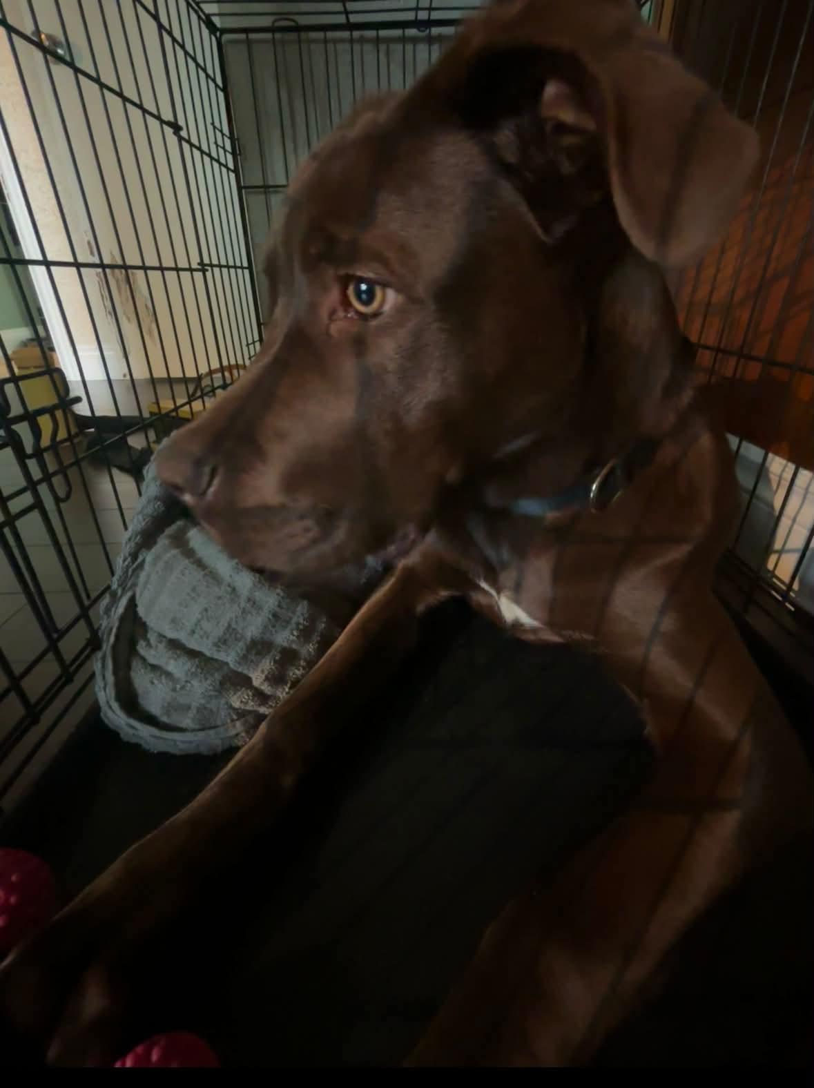 Milo, an adoptable mixed breed in Winnipeg, MB image 4/6