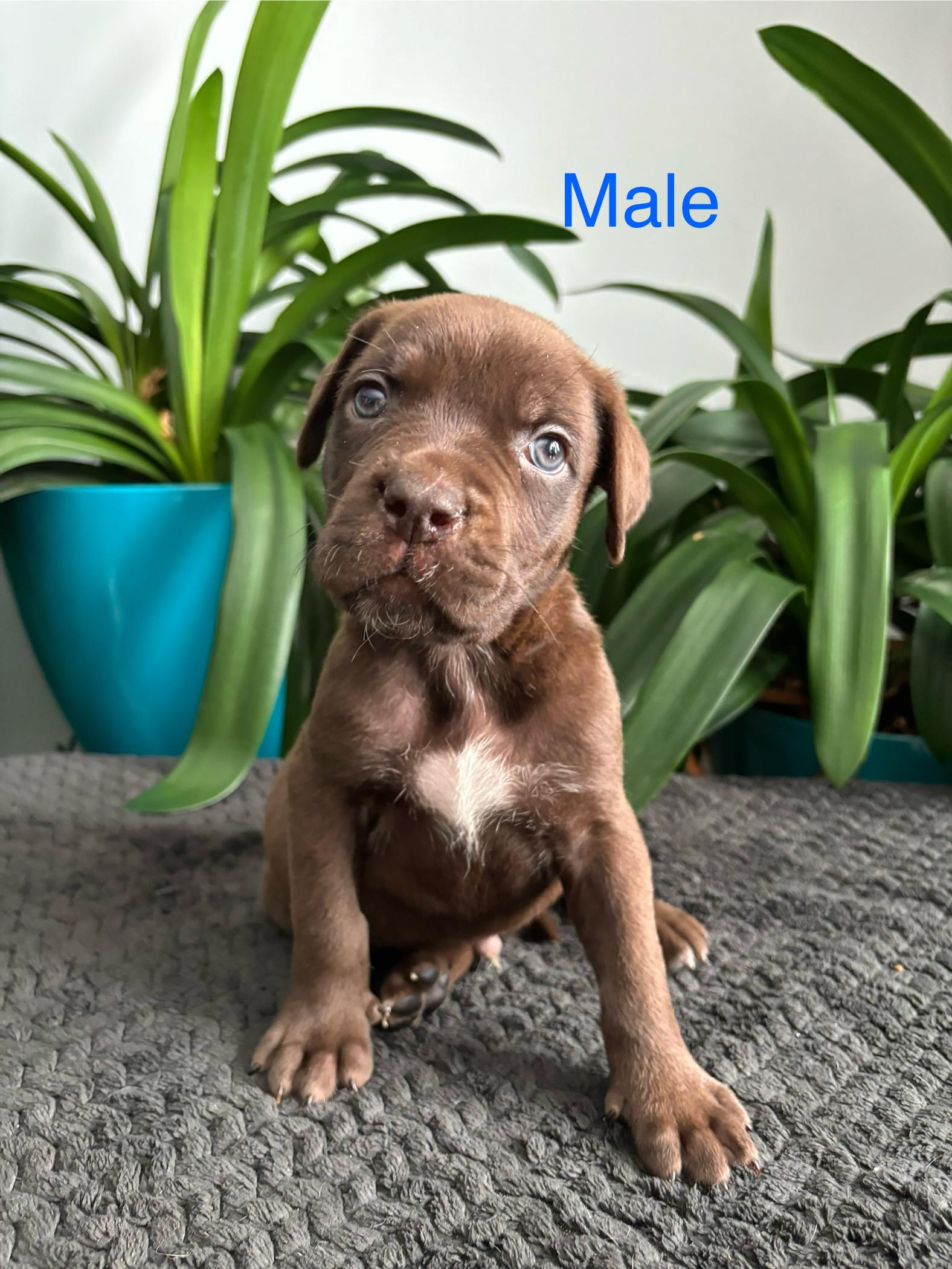 Milo, an adoptable mixed breed in Winnipeg, MB image 1/2