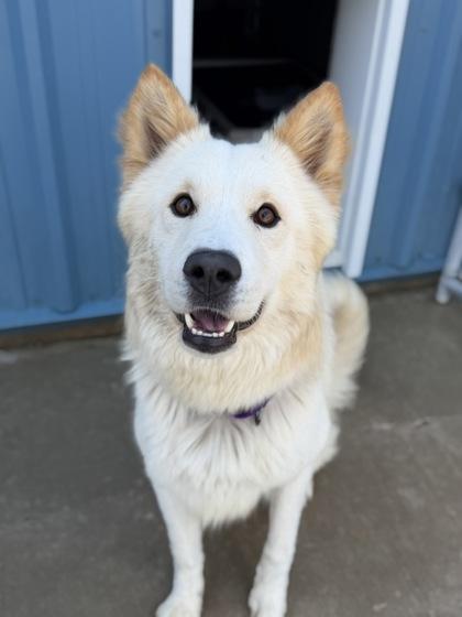 Lime, Adoptable, Young Male Husky & Great Pyrenees.