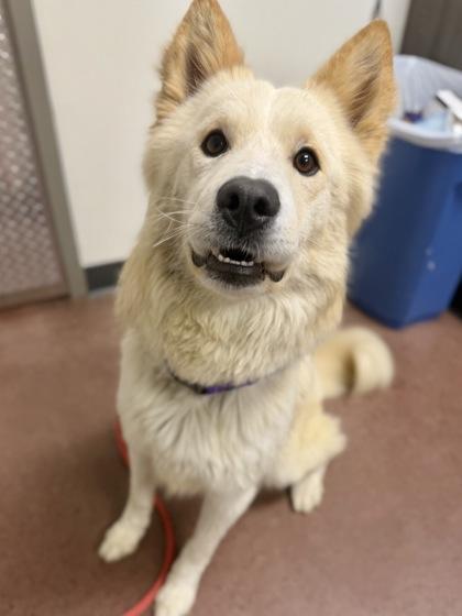 Enlarge Lime, a Adoptable mixed breed in Aberdeen, SD image 2/3