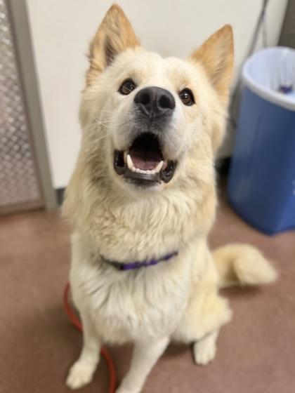 Enlarge Lime, a Adoptable mixed breed in Aberdeen, SD image 3/3