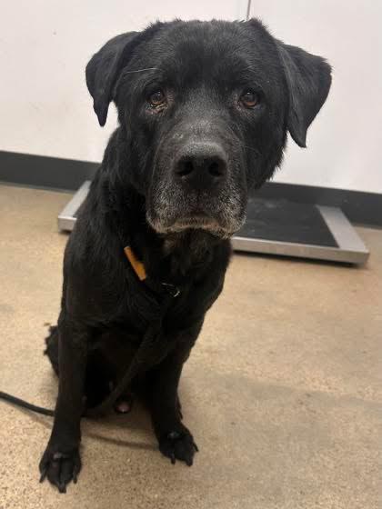 BubBub-Not Accepting Applications Yet!!!, ADOPTABLE, Senior Male Black Labrador Retriever.