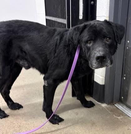 BubBub-Not Accepting Applications Yet!!!, a ADOPTABLE Black Labrador Retriever in Medina, OH image 2/2