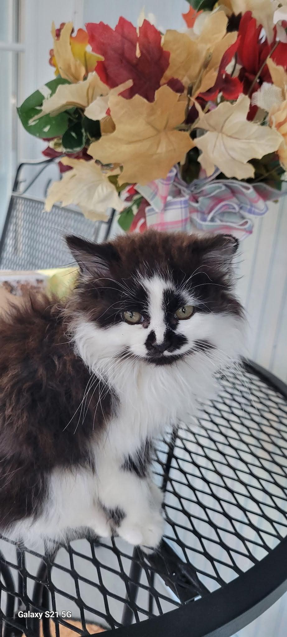 Enlarge Oreo, a Adoptable Domestic Long Hair in Roanoke, AL image 1/2