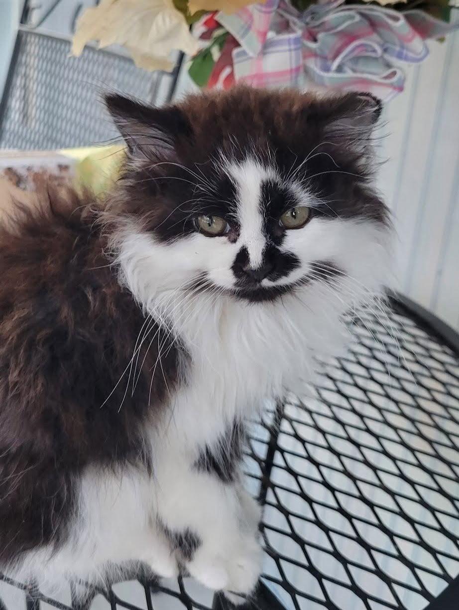 Enlarge Oreo, a Adoptable Domestic Long Hair in Roanoke, AL image 2/2
