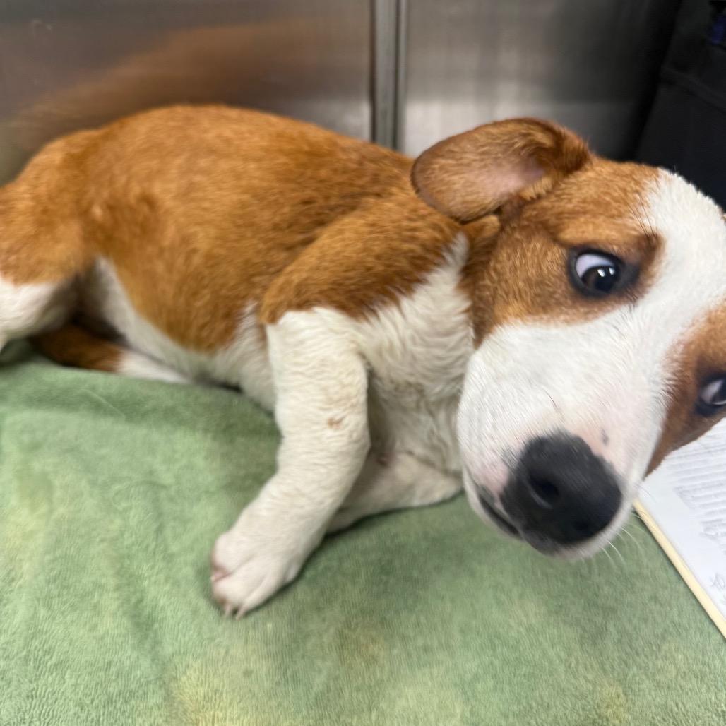 Sandypaws thumbnail 2