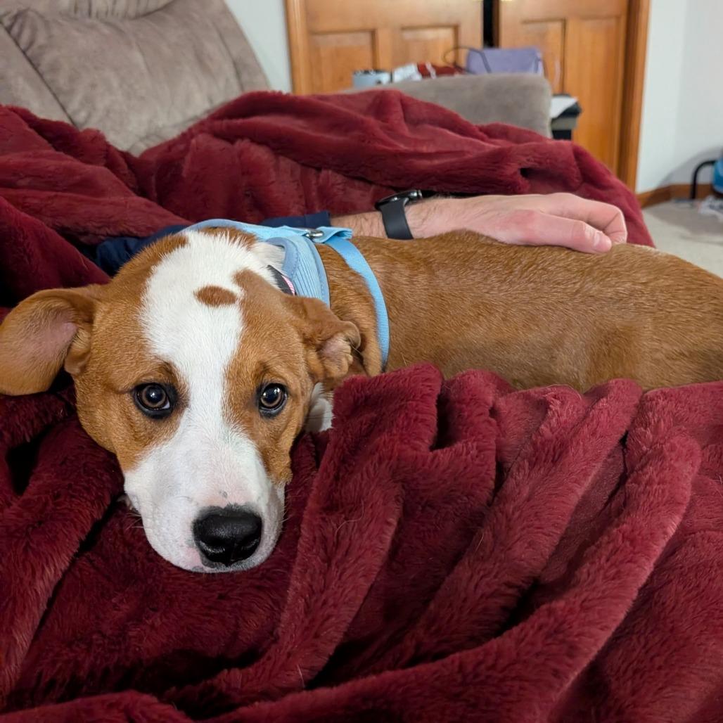 Sandypaws thumbnail 3