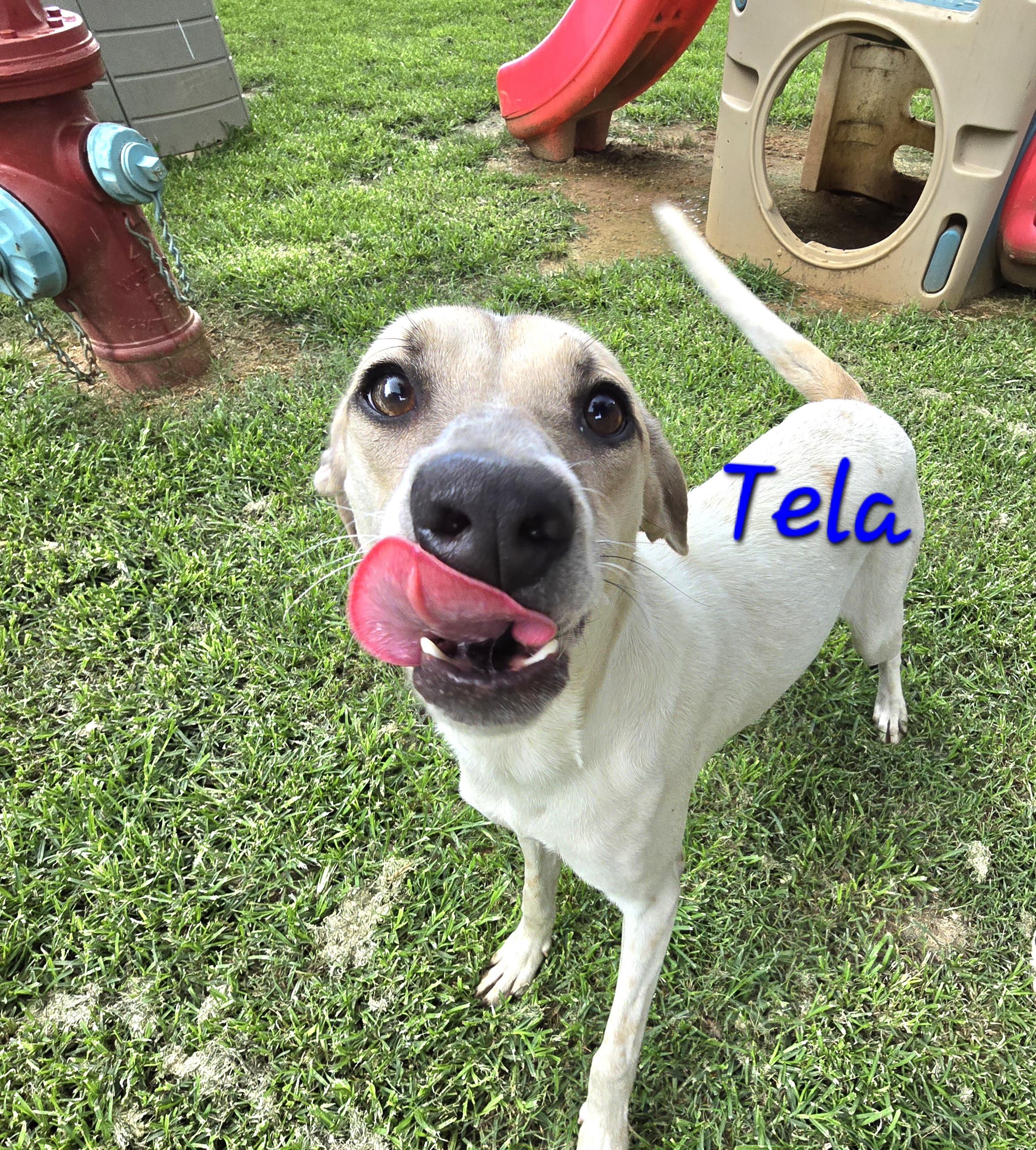 Enlarge Tela, a Adoptable mixed breed in Athens, AL image 1/6