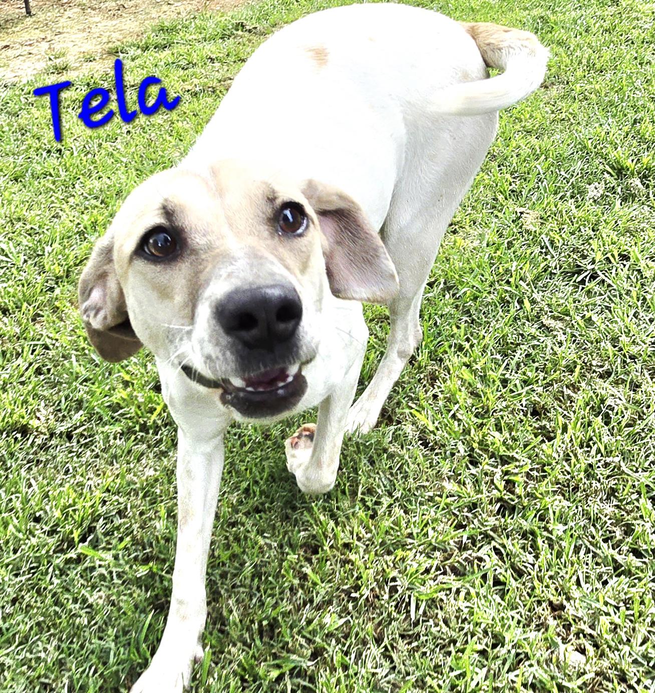 Enlarge Tela, a Adoptable mixed breed in Athens, AL image 2/6