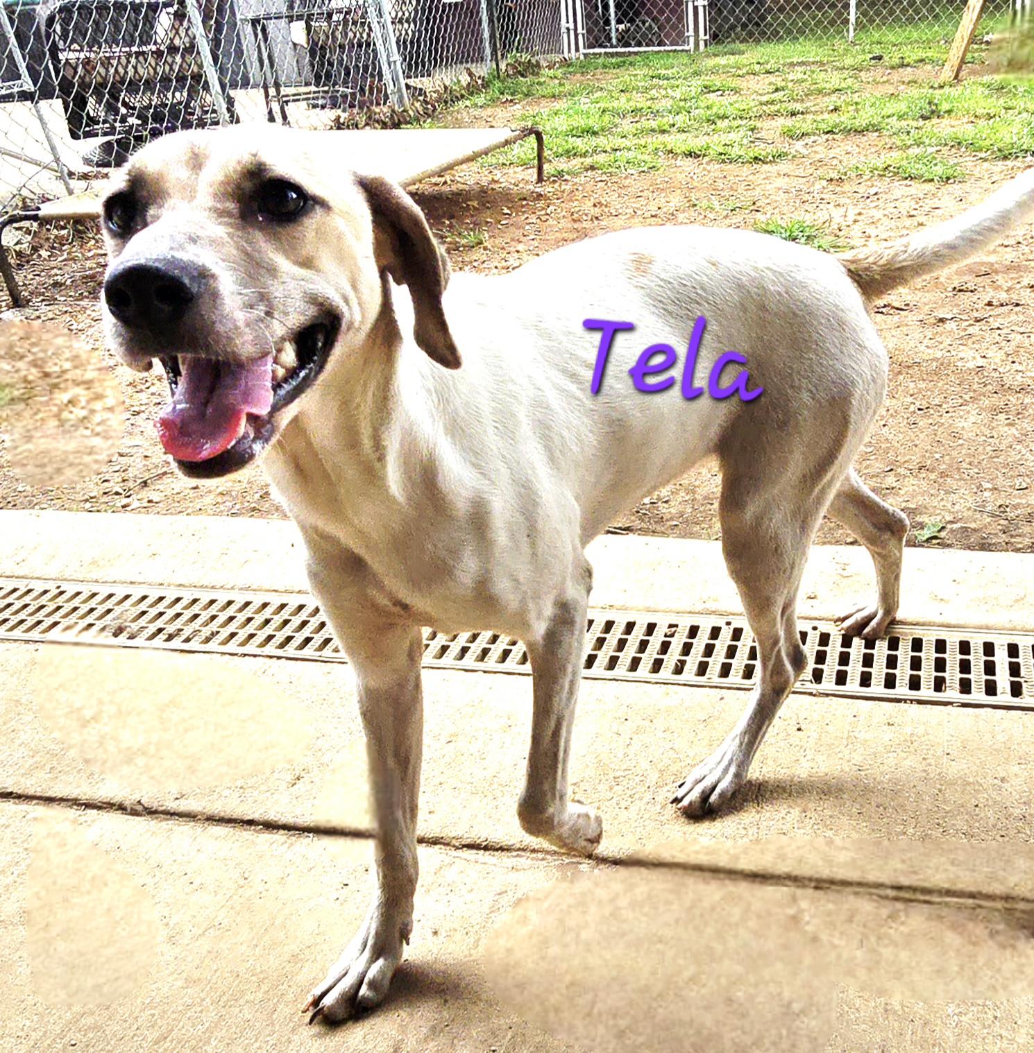 Enlarge Tela, a Adoptable mixed breed in Athens, AL image 5/6
