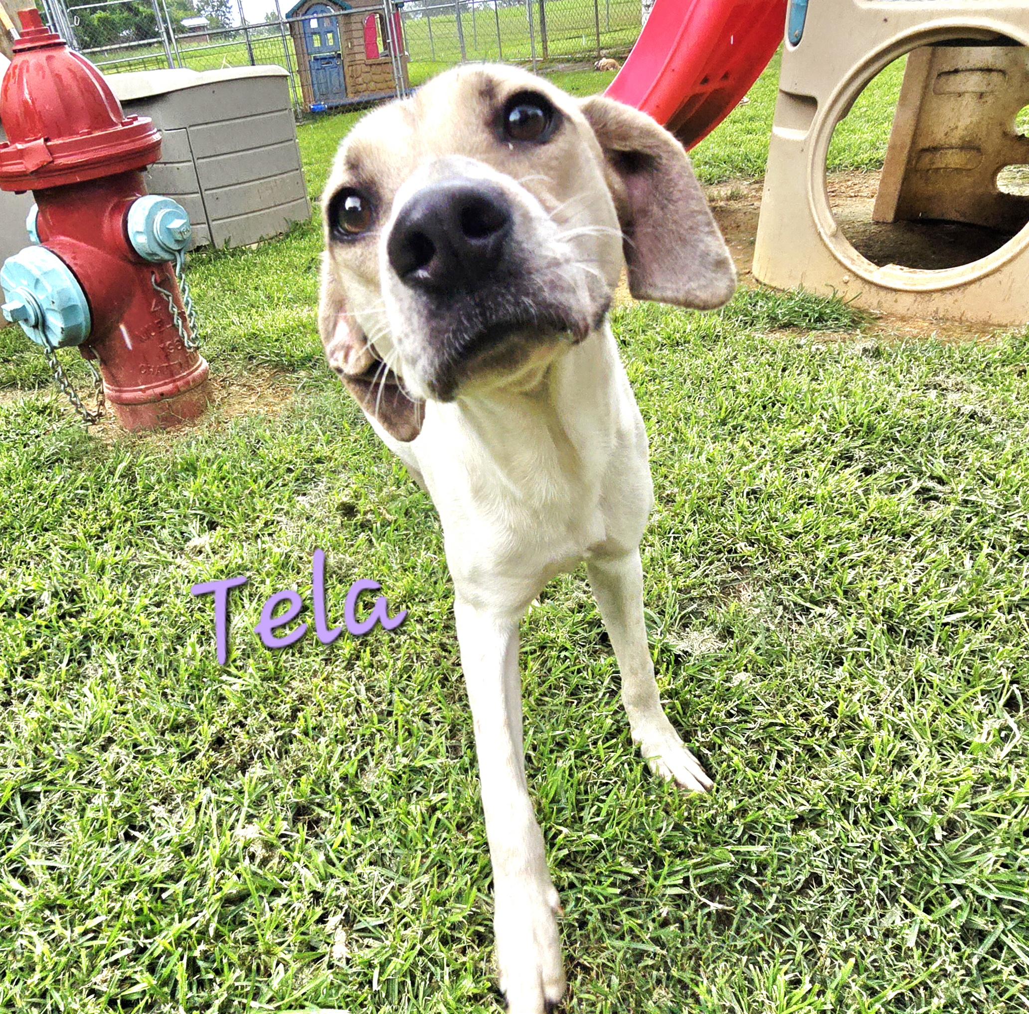 Enlarge Tela, a Adoptable mixed breed in Athens, AL image 6/6