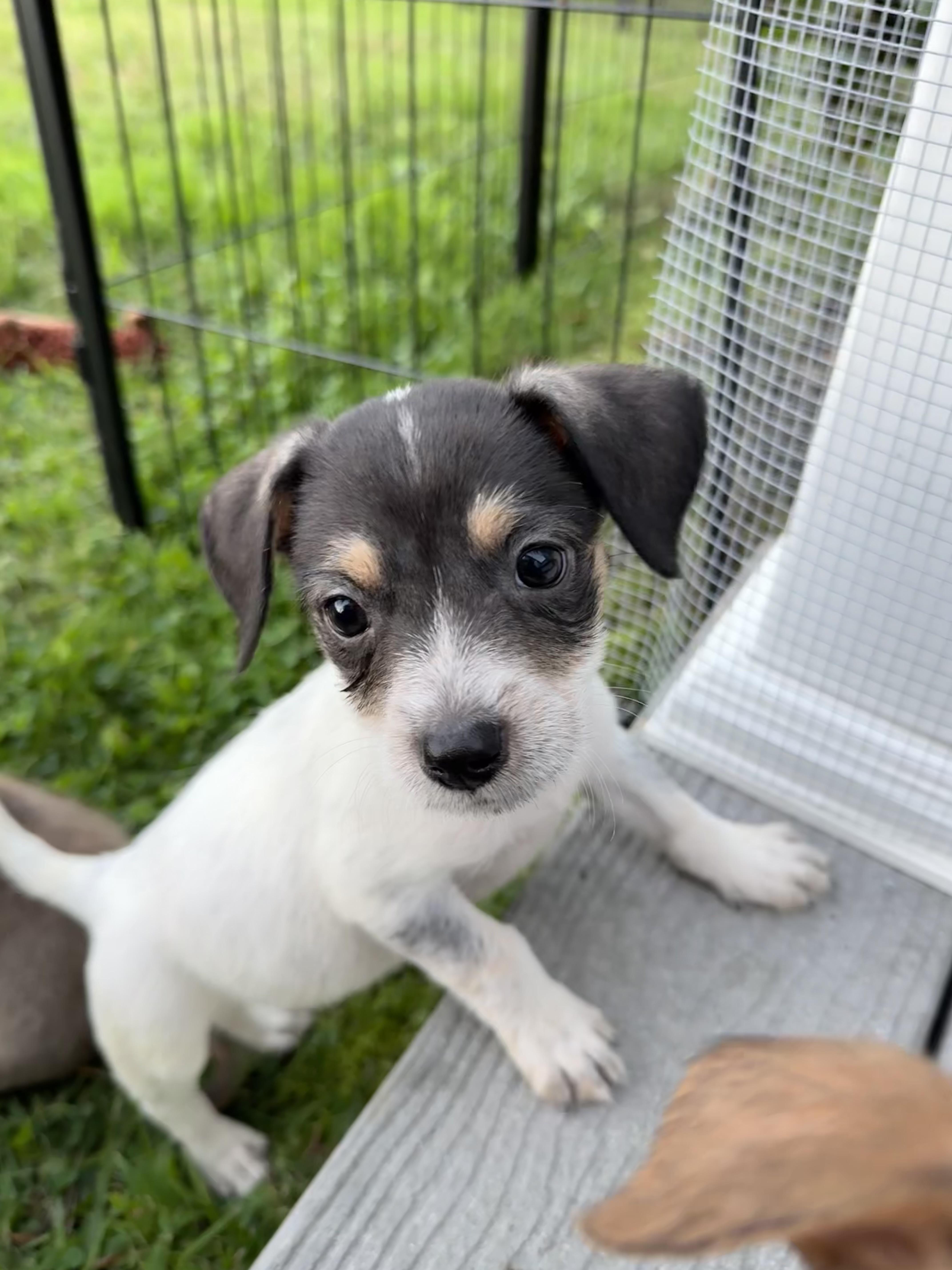 Spooky, Adoptable, Puppy Female Terrier.
