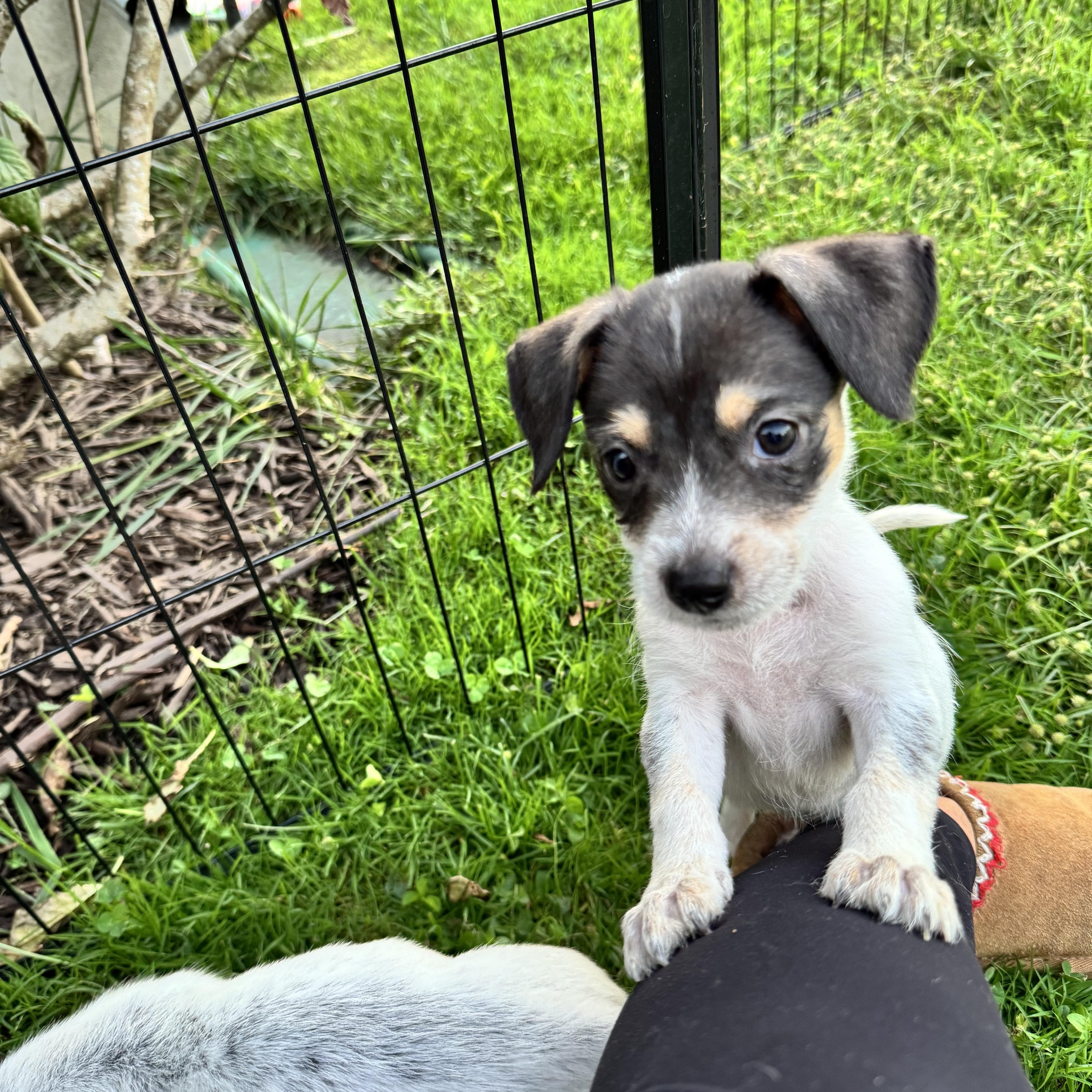 Enlarge Spooky, a Adoptable mixed breed in Gainesville, VA image 3/6